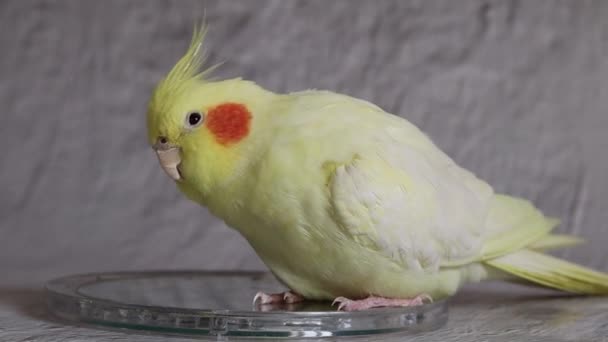 Der Papagei Sieht Spiegel Lustige Vogel Kakadu Gelbe Vogel Verspielter — Stockvideo