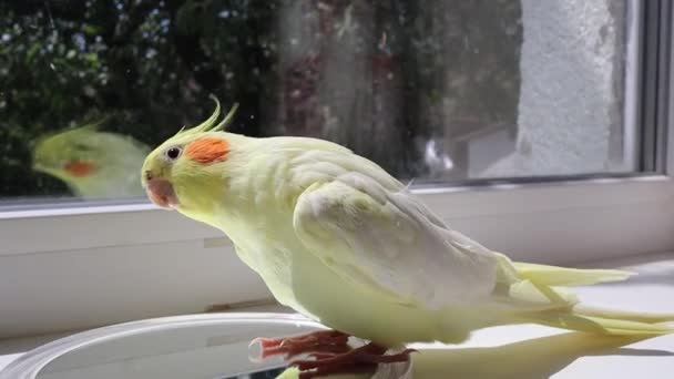 Parrot Looks Mirror Funny Bird Cockatiel Yellow Bird Playful Parrot — Stock Video