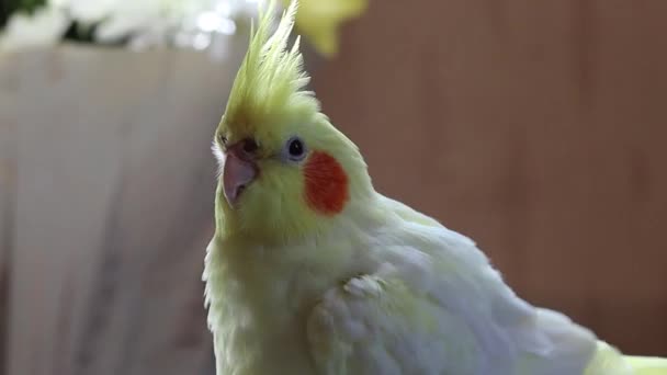 Жовтий Коктейльний Папуга Милий Коктейль Домашній Домашній Папуга Кращий Коктейль — стокове відео