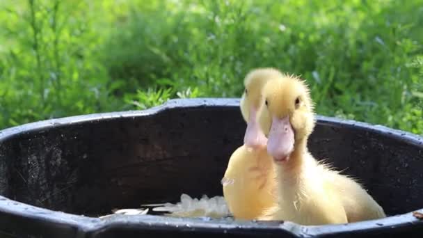 Утки Плавают Маленькие Цыплята Плавают Птицы Плавают Домашняя Утка Фарм — стоковое видео