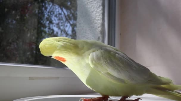 Der Papagei Sieht Spiegel Lustige Vogel Kakadu Gelbe Vogel Verspielter — Stockvideo