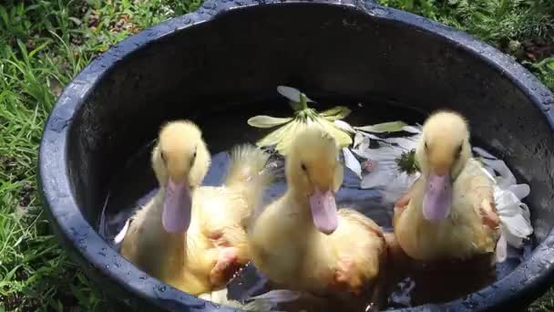 Patos Swim Little Chickens Birds Swim Household Agriculture Home Farm — Vídeo de Stock