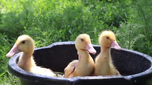 Ducks Swim Little Chickens Birds Swim Household Agriculture Home Farm — Stock Video