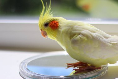 Bir kuşun güzel fotoğrafı. Ornitoloji. Komik papağan. Cockatiel papağanı. Ev hayvanı sarı kuş. Güzel tüyler. Hayvanları sevmek. Şirin papağan.