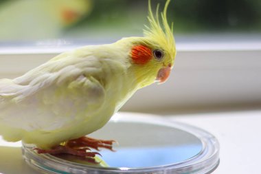 Bir kuşun güzel fotoğrafı. Ornitoloji. Komik papağan. Cockatiel papağanı. Ev hayvanı sarı kuş. Güzel tüyler. Hayvanları sevmek. Şirin papağan.