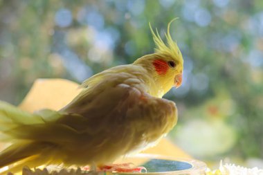 Bir kuşun güzel fotoğrafı. Ornitoloji. Komik papağan. Cockatiel papağanı. Ev hayvanı sarı kuş. Güzel tüyler. Hayvanları sevmek. Şirin papağan.