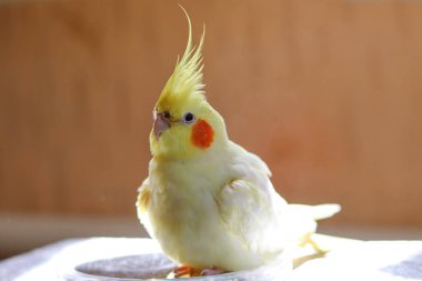Bir kuşun güzel fotoğrafı. Ornitoloji. Komik papağan. Cockatiel papağanı. Ev hayvanı sarı kuş. Güzel tüyler. Hayvanları sevmek. Şirin papağan.