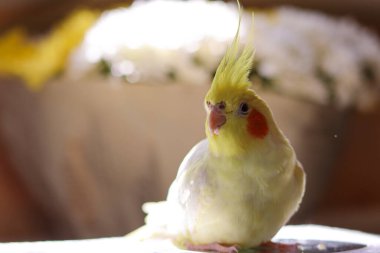 Bir kuşun güzel fotoğrafı. Ornitoloji. Komik papağan. Cockatiel papağanı. Ev hayvanı sarı kuş. Güzel tüyler. Hayvanları sevmek. Şirin papağan.