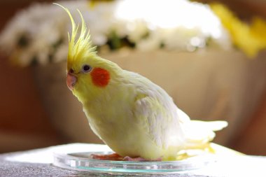 Bir kuşun güzel fotoğrafı. Ornitoloji. Komik papağan. Cockatiel papağanı. Ev hayvanı sarı kuş. Güzel tüyler. Hayvanları sevmek. Şirin papağan.