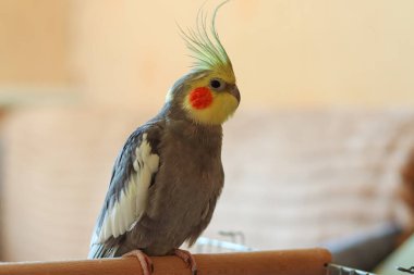 Güzel bir kuş fotoğrafı. Ornitoloji. Komik papağan. Cockatiel papağanı. Evcil sarı kuş. Güzel tüyler. Hayvanları sevmek. Şirin papağan..