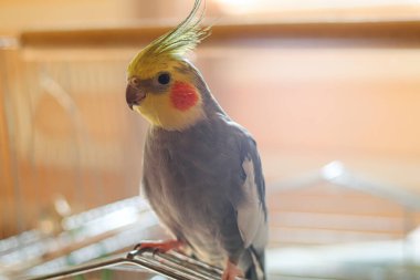 Güzel bir kuş fotoğrafı. Kuşbilim. Komik papağan. Cockatiel papağanı. Evcil sarı kuş. Güzel tüyler. Hayvanları sevmek. Şirin papağan..