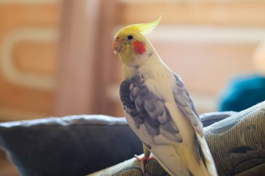 Güzel bir kuş fotoğrafı. Kuşbilim. Komik papağan. Cockatiel papağanı. Evcil sarı kuş. Güzel tüyler. Hayvanları sevmek. Şirin papağan..