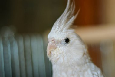 Sarı papağan papağanı. Şirin papağan. Evcil hayvan papağanı. En iyi papağan. Güzel bir kuş fotoğrafı. Komik papağan papağanı. Evcil sarı kuş..