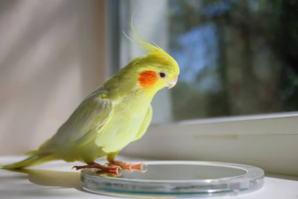 Schönes Foto Von Einem Vogel Ornithologie Lustiger Papageien Nymphensittich Heimtier — Stockfoto