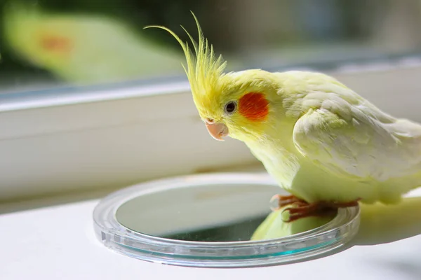 아름다운 Ornithology Funny Parro Cockatiel Parrot Home Pet Yellow Bird — 스톡 사진