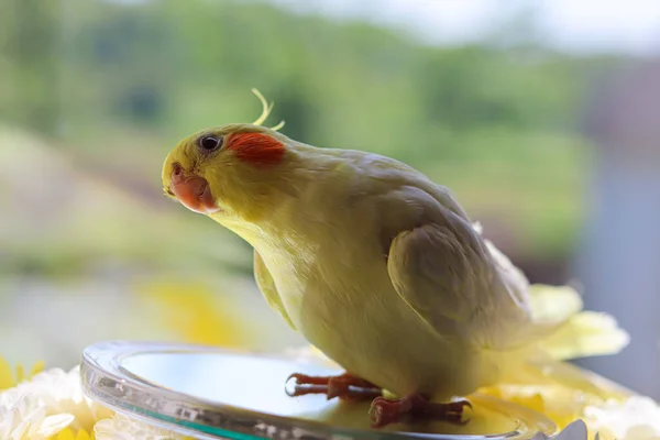 Красива Фотографія Птаха Орнітологія Смішний Папуга Коктейльний Папуга Домашній Домашній — стокове фото