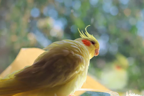 Krásná Fotografie Ptáka Ornitologielegrační Papoušek Koktejl Papoušk Domácí Mazlíček Žlutý — Stock fotografie