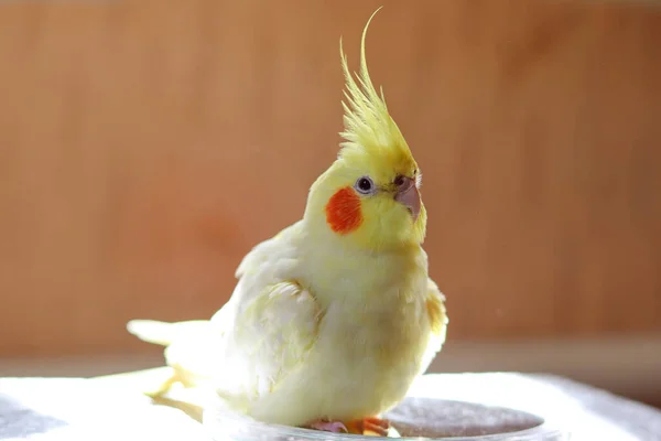 Bir Kuşun Güzel Fotoğrafı Ornitoloji Komik Papağan Cockatiel Papağanı Hayvanı — Stok fotoğraf