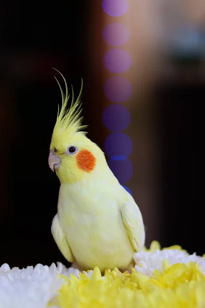 Beautiful photo of a bird.Ornithology.Funny parrot.Cockatiel parrot.Home pet yellow bird.Beautiful feathers.Love for animals.Cute cockatiel.Home pet parrot.A bird with a crest.Natural color.Birdie.beautiful bird.Pet care.pet portrait.creative photo