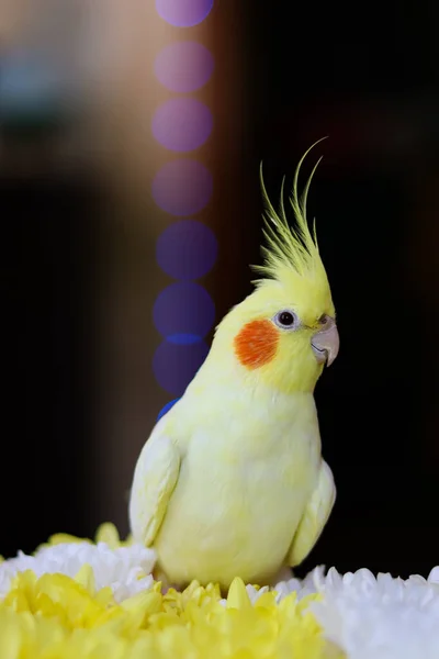 鳥の美しい写真 OrnithologyおかしいParrot Cockatiel Parrot Homeペット黄色の鳥美しい羽動物のための愛 かわいいCockatiel HomeペットParrot A鳥とクレスト — ストック写真