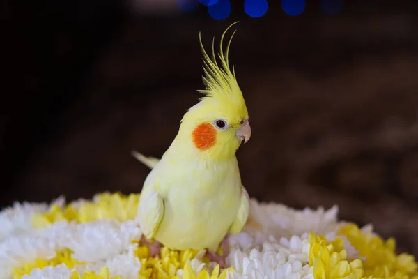 Фотография Орнитологии Забавный Попугай Коктейль Попугай Домашний Питомец Желтая Птица — стоковое фото