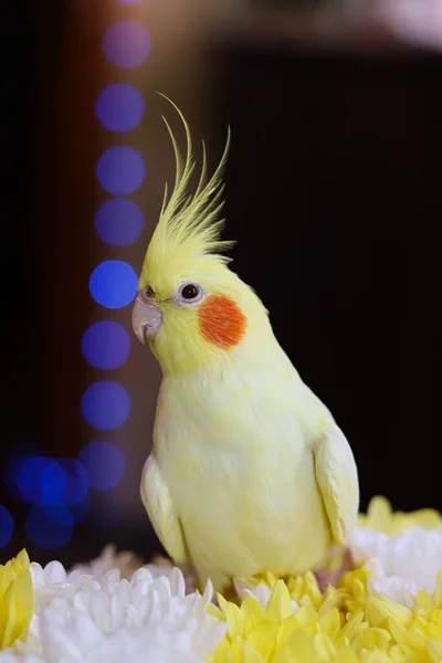 Foto Bonita Bird Ornithology Funny Parrot Cockatiel Parrot Home Animal — Fotografia de Stock