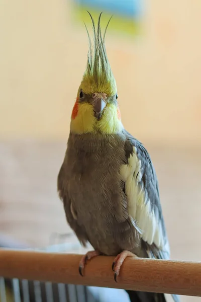 Beautiful Photo Bird Ornithology Funny Parrot Cockatiel Parrot Home Pet — Stock Photo, Image