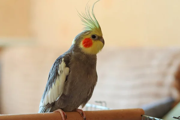 Gyönyörű Fotó Egy Madár Ornitológia Vicces Papagáj Cockatiel Papagáj Otthon — Stock Fotó