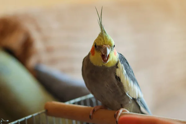 Madár Egy Tuft Sárga Madár Szerelem Állatok Ockatiel Papagáj Aranyos — Stock Fotó