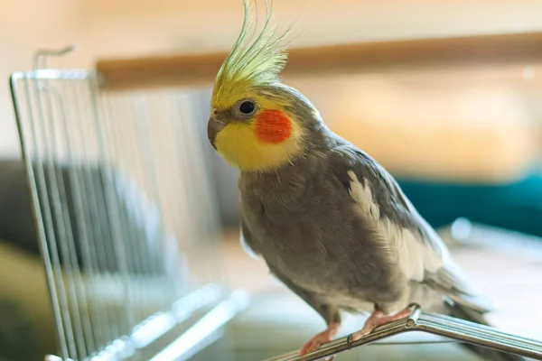 Schönes Foto Von Einem Vogel Ornithologie Lustiger Papageien Nymphensittich Haustier — Stockfoto