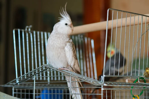 Graupapageien Corella Papageien Pet Nymphensittich Weißgesichtigkeiten Schöne Süße Vogel Kakaduen — Stockfoto