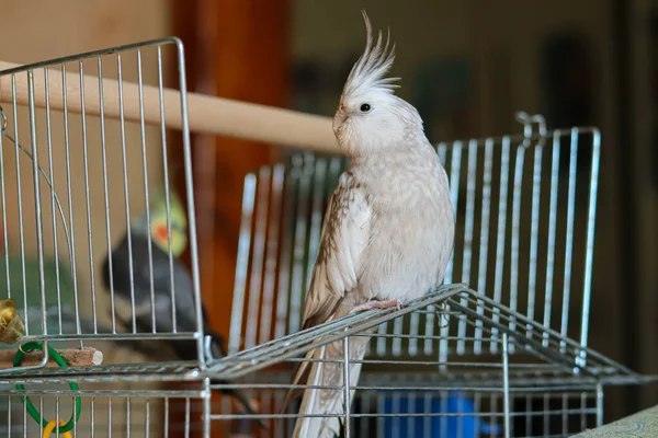 Schönes Foto Eines Vogels Ornithologie Lustiger Papageien Nymphenpapageien Heimtier Gelber — Stockfoto