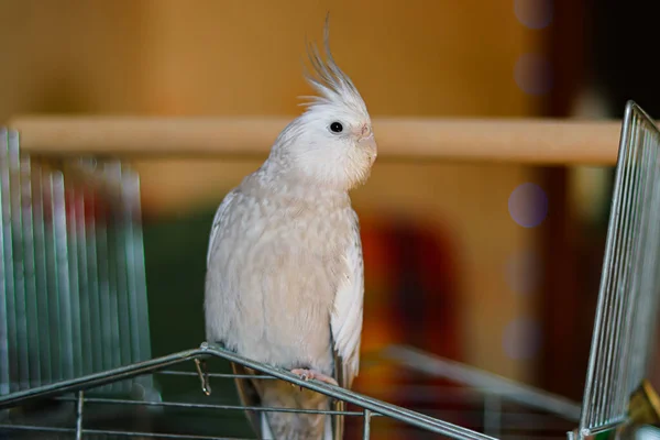 Graupapageien Corella Papageien Pet Nymphensittich Weißgesichtigkeiten Schöne Süße Vogel Kakaduen — Stockfoto