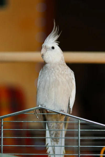 Szürke Papagáj Corella Papagáj Kisállat Kakadiel Papagáj Fehér Arcú Kakad — Stock Fotó