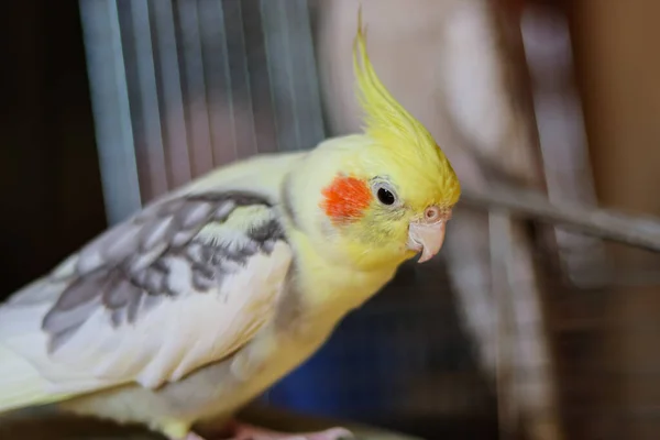 Gyönyörű Fotó Egy Madár Ornitológia Vicces Papagáj Cockatiel Papagáj Otthon — Stock Fotó