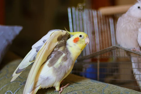 Schönes Foto Von Einem Vogel Ornithologie Lustiger Papageien Nymphensittich Haustier — Stockfoto
