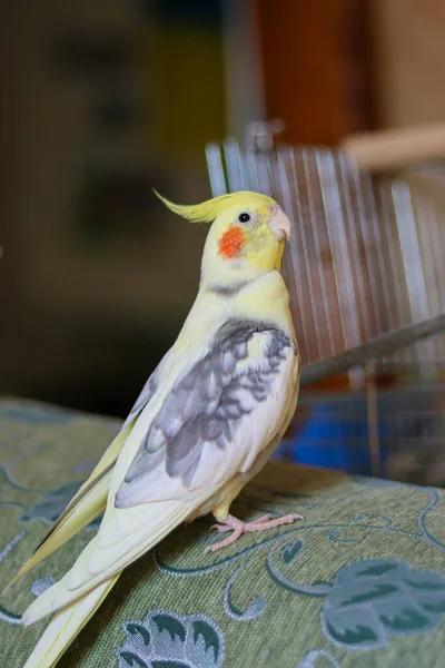 Žlutý Kohoutí Papoušk Roztomilý Kohoutiel Domácí Mazlíček Papoušk Nejlepší Kohoutiel — Stock fotografie
