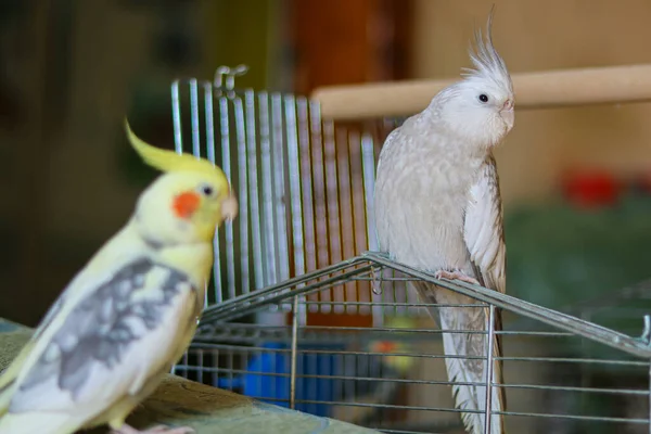 Gri Papağan Corella Papağanı Evcil Hayvan Papağanı Beyaz Suratlı Papağan — Stok fotoğraf