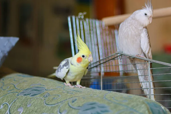 Sárga Kakadiel Papagáj Aranyos Kakad Otthon Kisállat Papagáj Legjobb Kakad — Stock Fotó