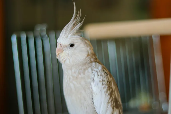 Gri Papağan Corella Papağanı Evcil Hayvan Papağanı Beyaz Suratlı Papağan — Stok fotoğraf