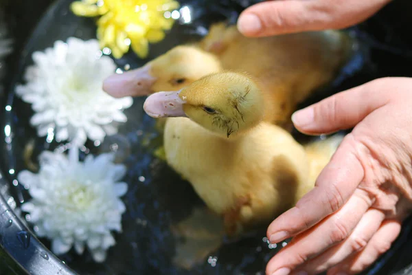 Bonito Patinhos Amarelos Housekeeping Beautiful Pequenos Animais Patos Swimming Yellow — Fotografia de Stock