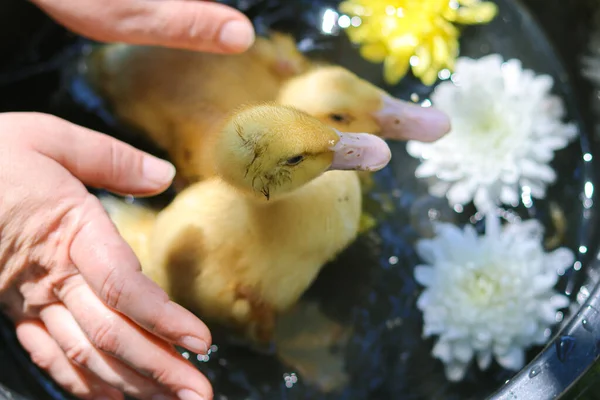 アヒルは小さな鶏を泳いでいます 鳥は泳ぐ 家庭農業 Home Farm Bird Farm動物や世話のための愛 幸せな動物養鶏場ボウルにアヒルの美しい写真黄色のアヒル — ストック写真