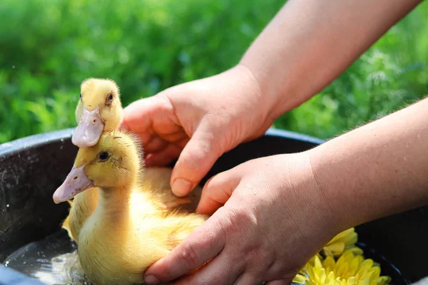Patos Swim Little Chickens Birds Swim Household Agriculture Home Farm — Fotografia de Stock