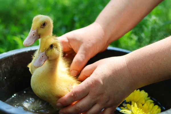 かわいい黄色のアヒル 家事美しい小さな動物 アヒルの水泳 黄色の鶏 美しい農場の写真 養鶏場 Petケア アヒルの水泳 少しGeese Duckling — ストック写真