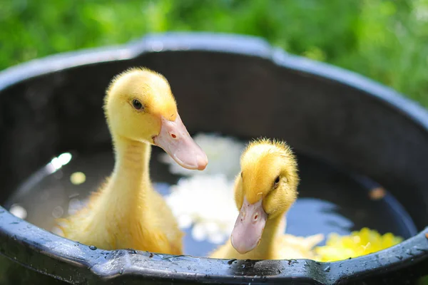 Şirin Sarı Ördekler Bakıcılığı Güzel Küçük Hayvanlar Ördekler Yüzme Sarı — Stok fotoğraf