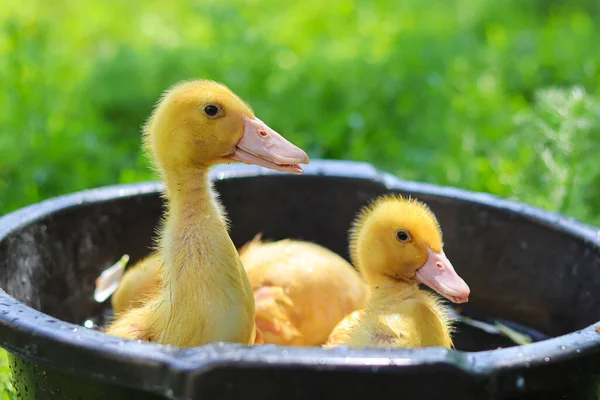 Cute Żółty Kaczątki Gospodarstwa Domowego Piękne Małe Zwierzątka Kaczki Pływają — Zdjęcie stockowe