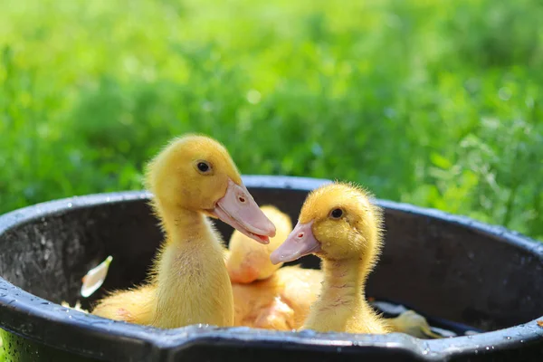 かわいい黄色のアヒル 家事美しい小さな動物 アヒルの水泳 黄色の鶏 美しい農場の写真 養鶏場 Petケア アヒルの水泳 少しGeese Duckling — ストック写真