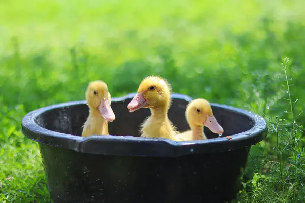 Aranyos Sárga Kiskacsák Háztartás Gyönyörű Kis Állatok Kacsák Úszás Sárga — Stock Fotó