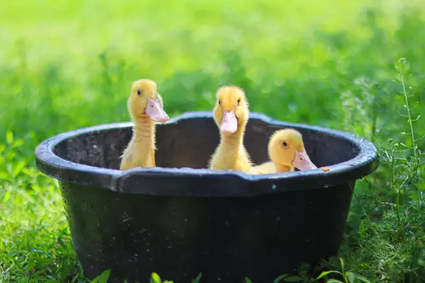 Niedlichen Gelben Enten Haustier Schöne Kleine Tier Enten Schwimmen Gelbe — Stockfoto