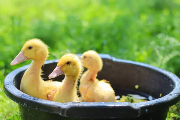 Cute Żółty Kaczątki Gospodarstwa Domowego Piękne Małe Zwierzątka Kaczki Pływają — Zdjęcie stockowe